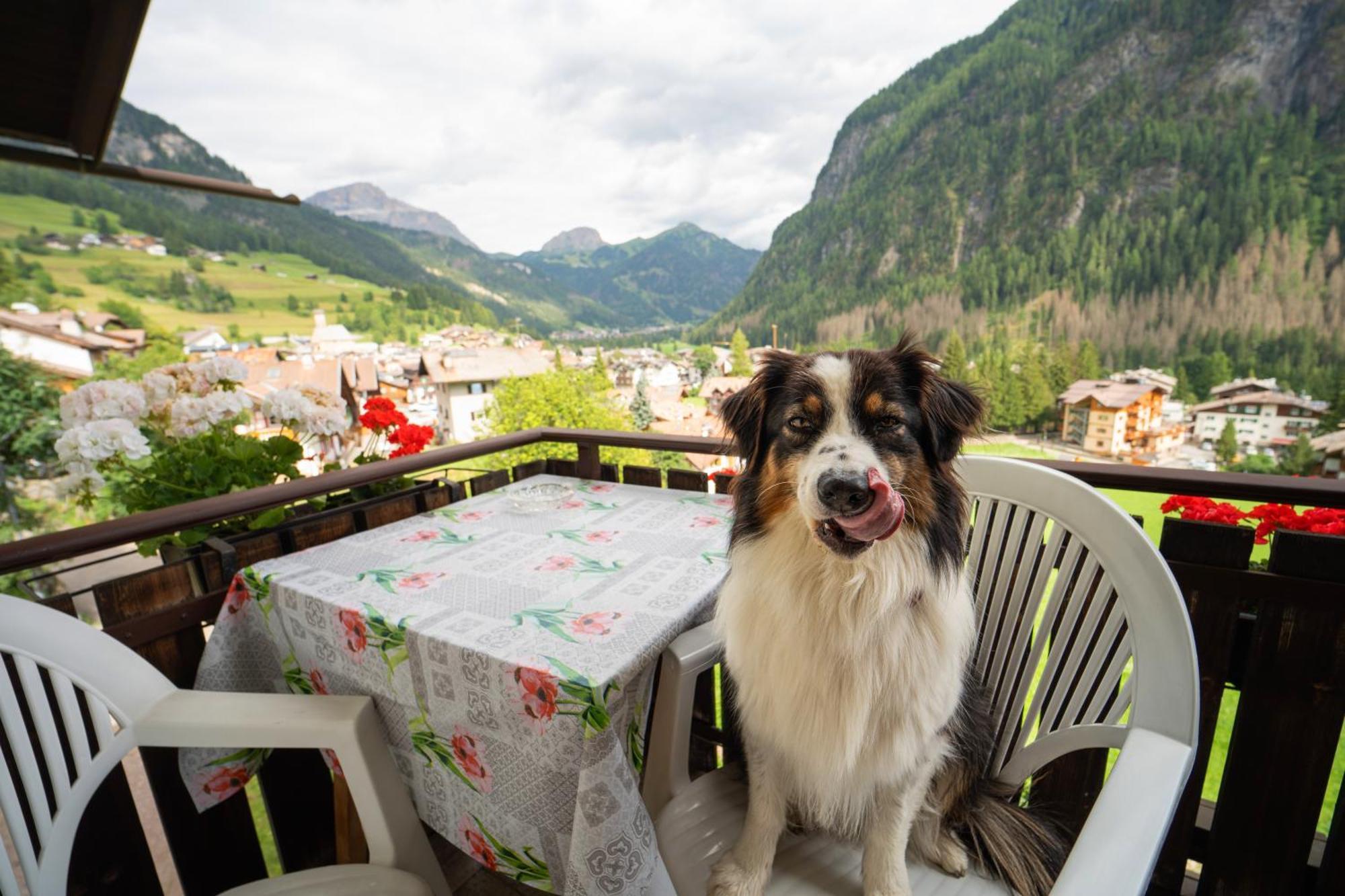 Cesa Cherpei - Dog Friendly Campitello di Fassa Luaran gambar