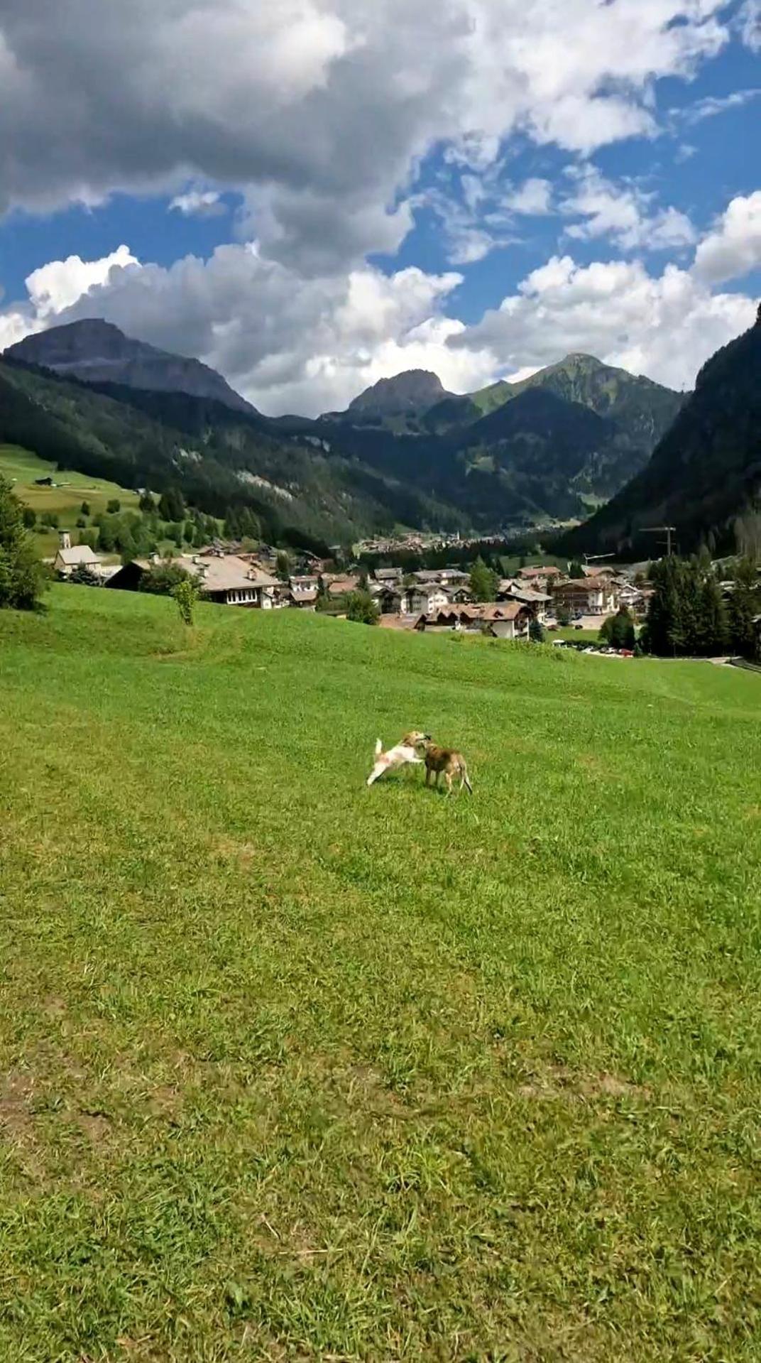 Cesa Cherpei - Dog Friendly Campitello di Fassa Luaran gambar